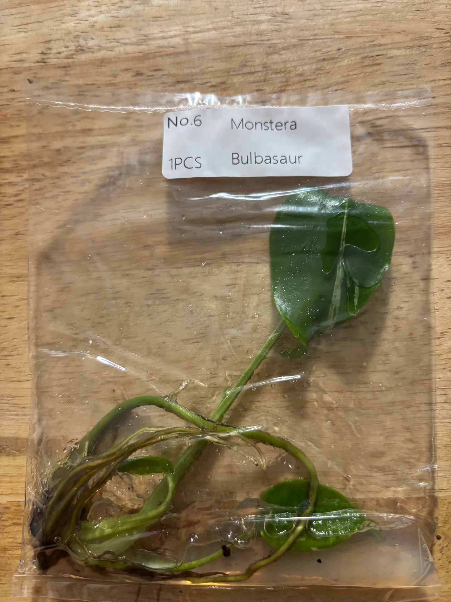 Monstera Bulbasaur tissue culture