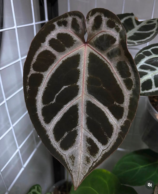 Anthurium ‘Wonderboy x Michelle’ TC Growers Choice