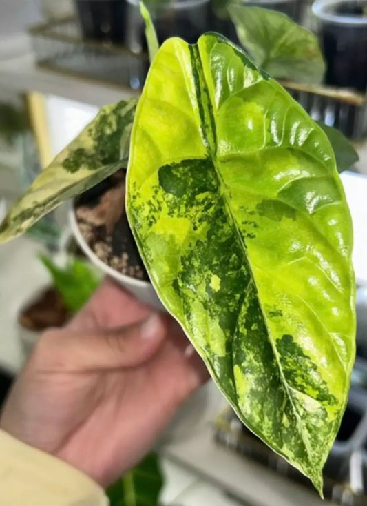 Sinuata Aurea Alocasia Tissue Culture