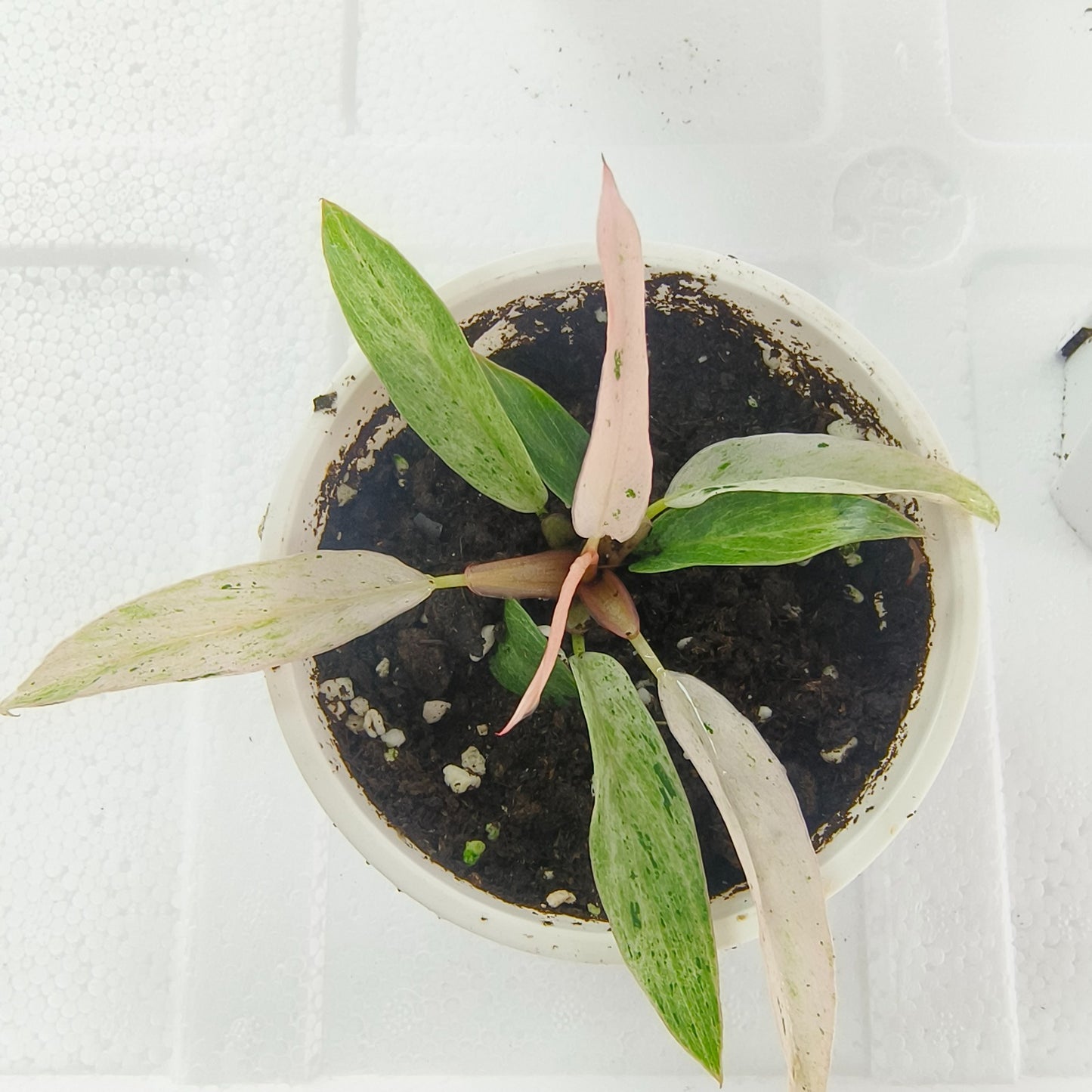 NEW Strawberry PINK Caramel Marble Philodendron - Tissue Culture Growers Choice