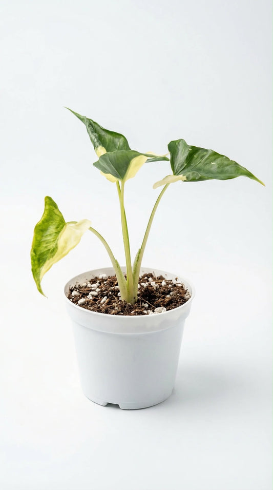 Var Triangularis TC Growers Choice