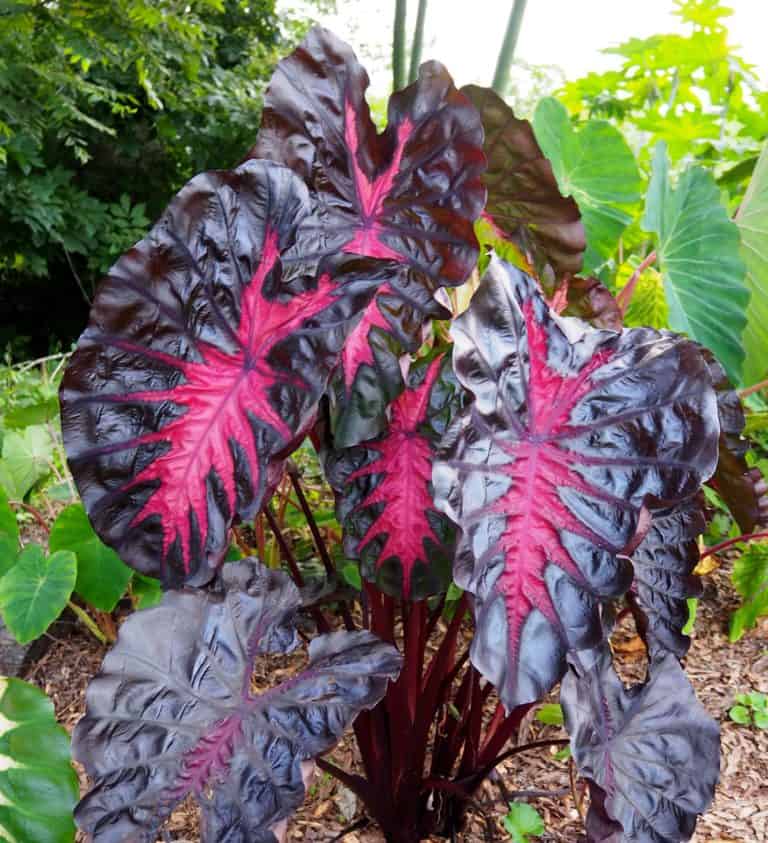 Colocasia Pink Redemption TC Growers Choice