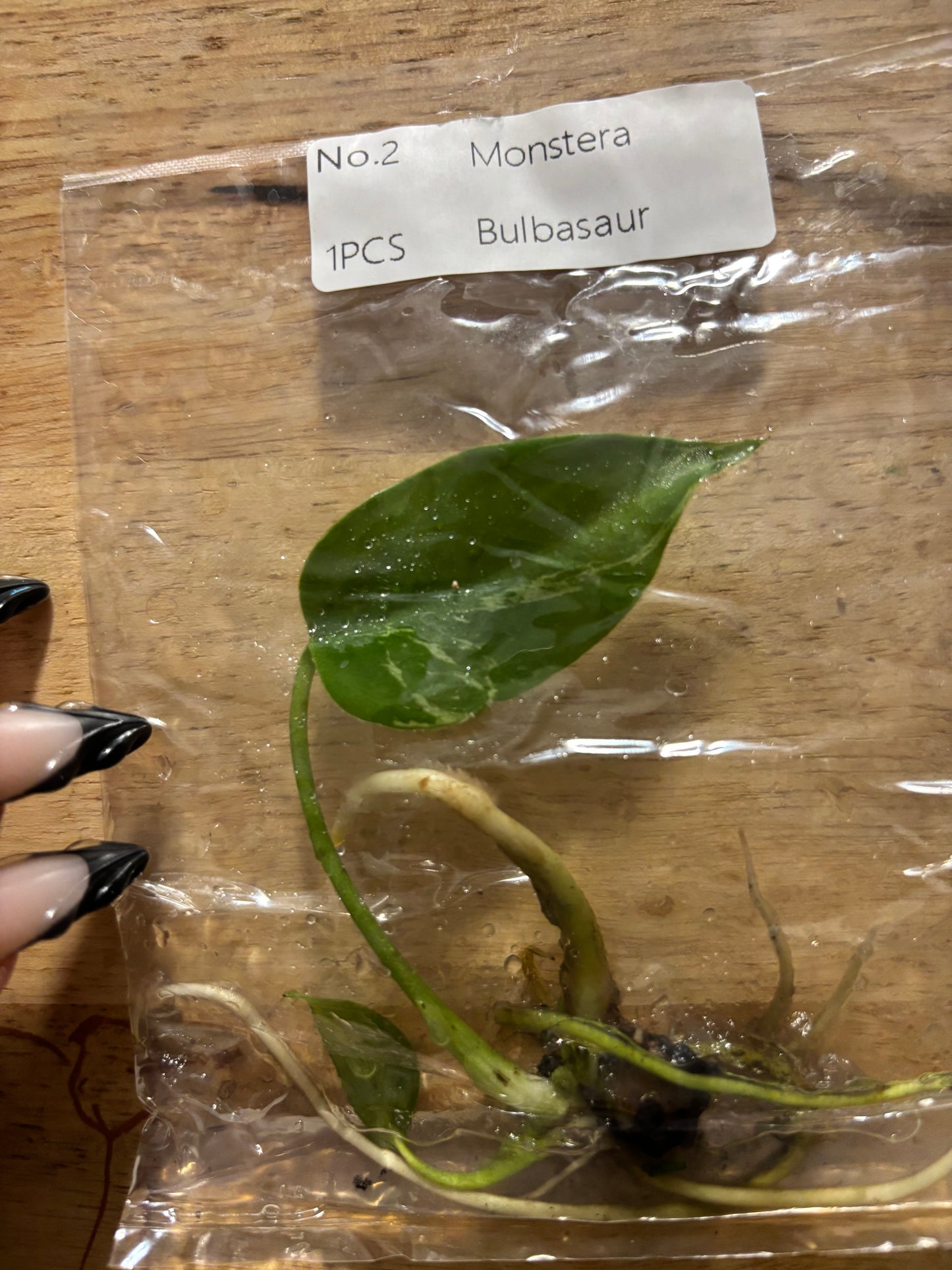 Monstera Bulbasaur tissue culture