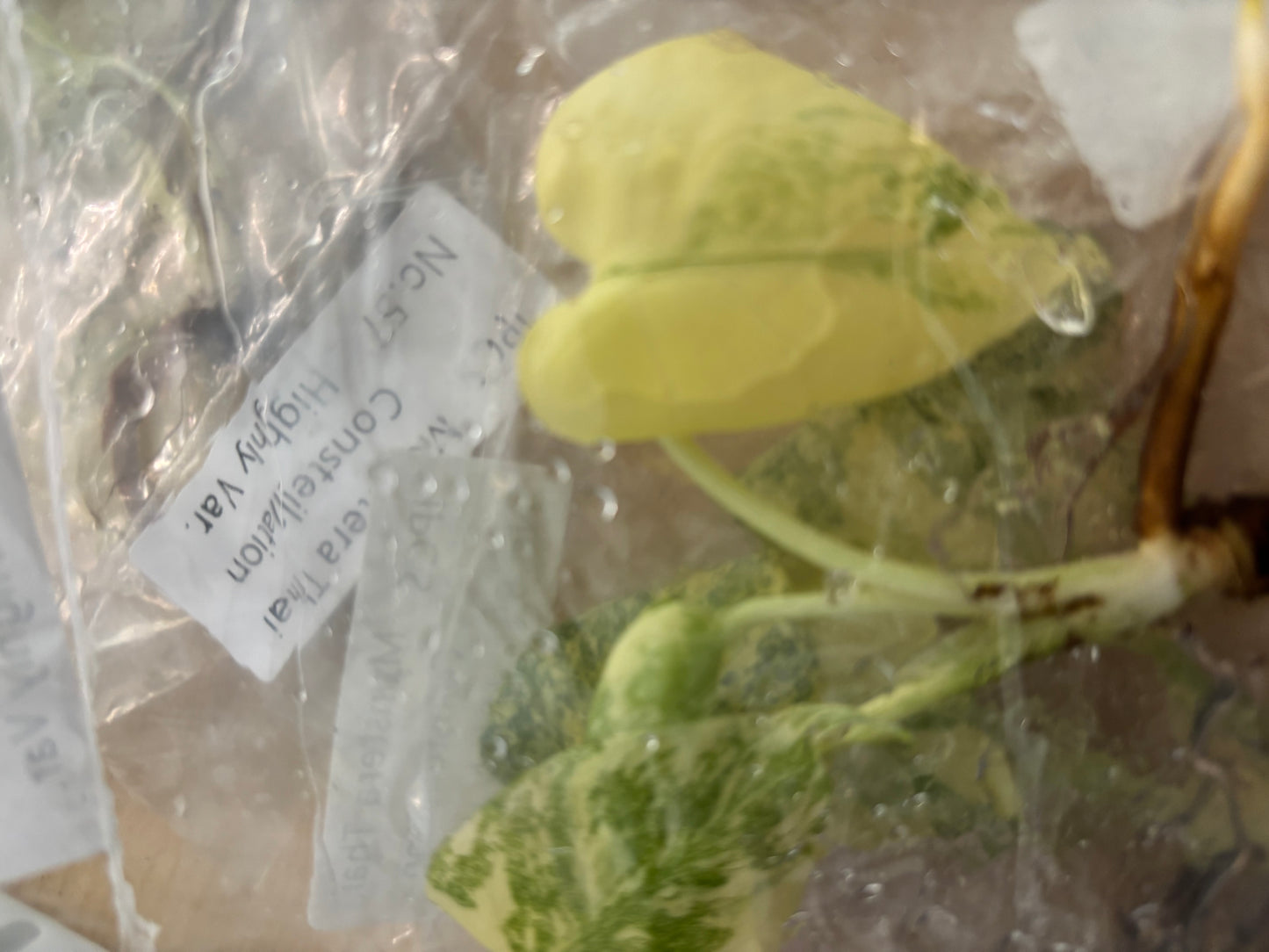 Thai Constellation Monstera Extremely High Variegated tissue culture