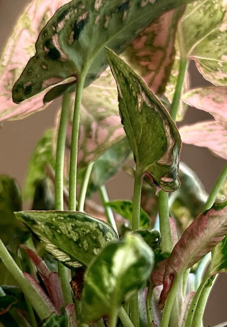 Syngonium Pink Godzilla TC Growers Choice