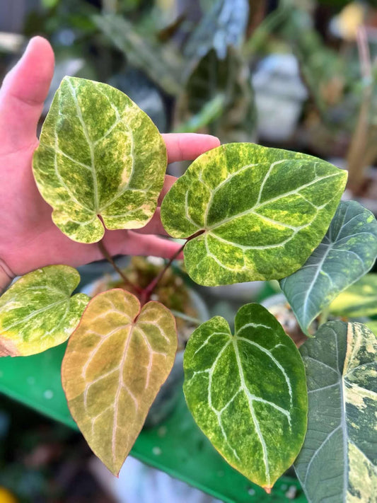 Anthurium Pap x Mag Var TC Growers Choice