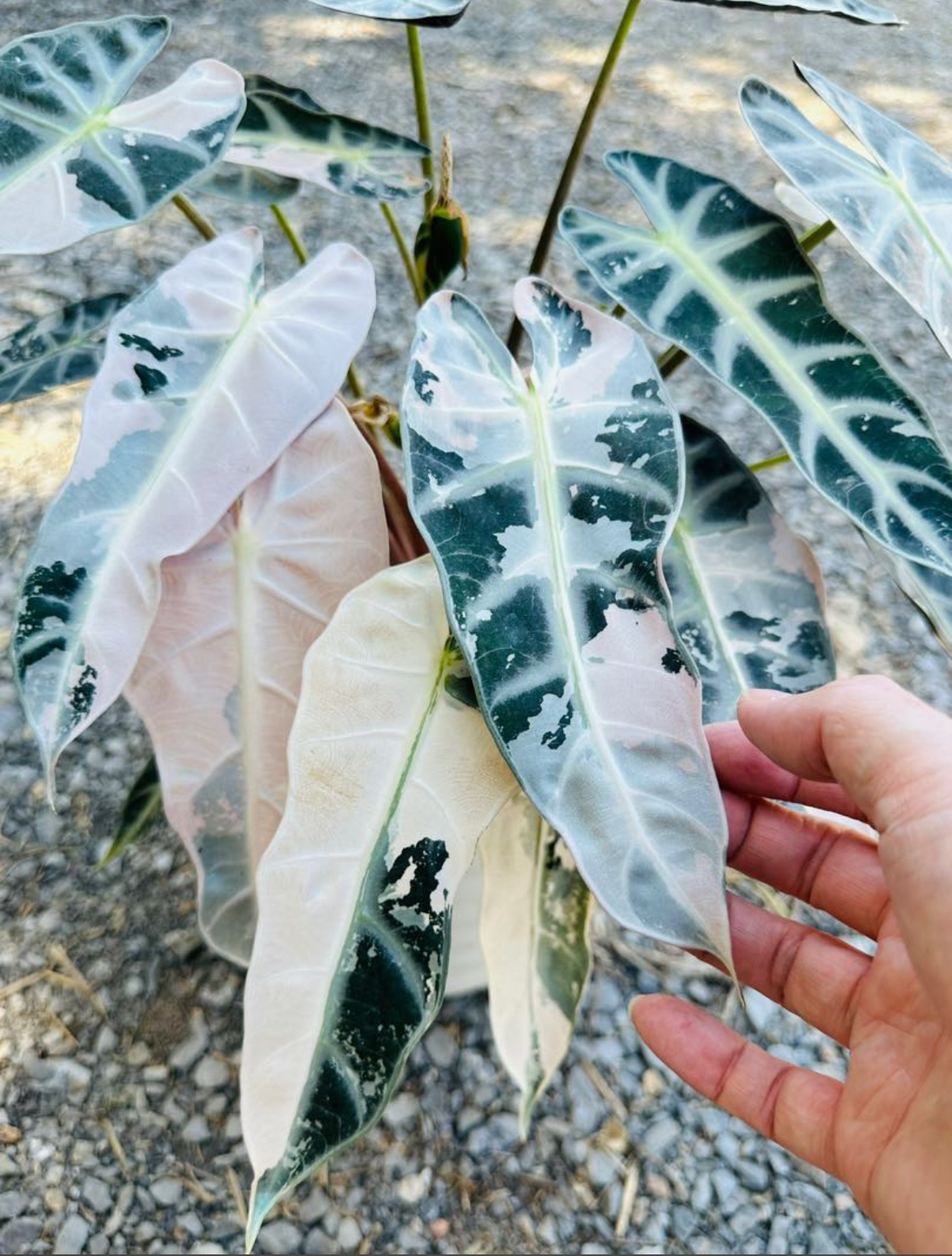 Pink variegated bambino Alocasia invitro