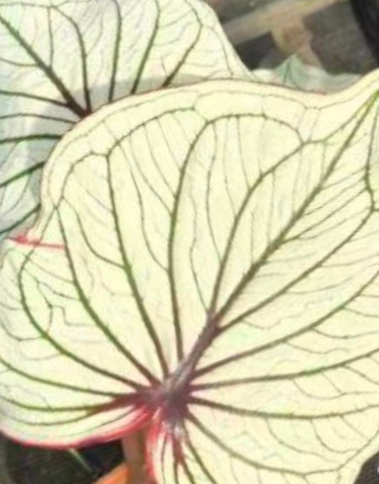 Caladium Caramelspuma TC Growers Choice