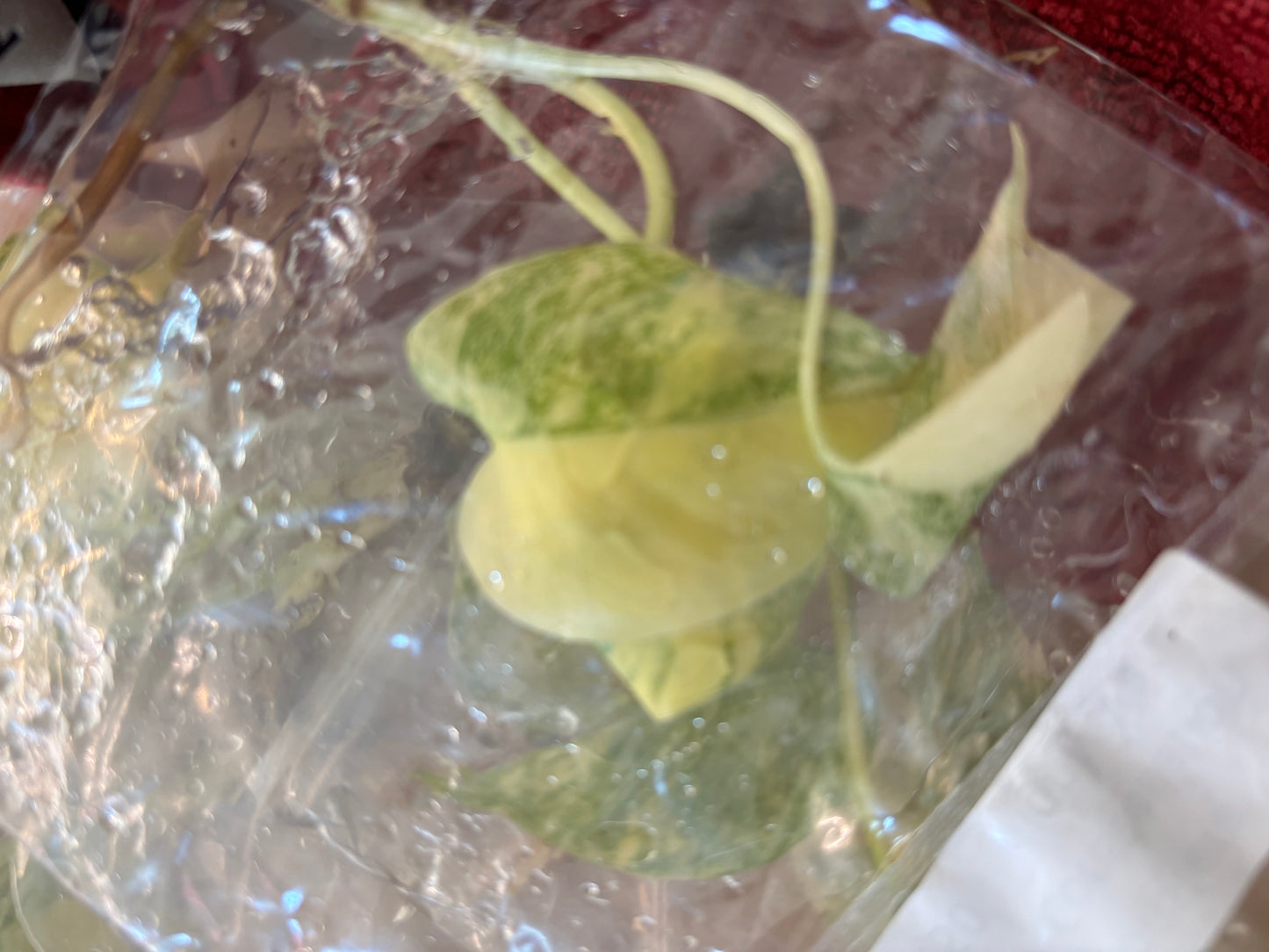 Thai Constellation Monstera Extremely High Variegated tissue culture