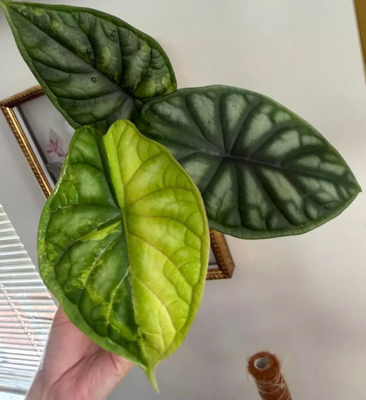 Dragon Scale Aurea Tissue Culture