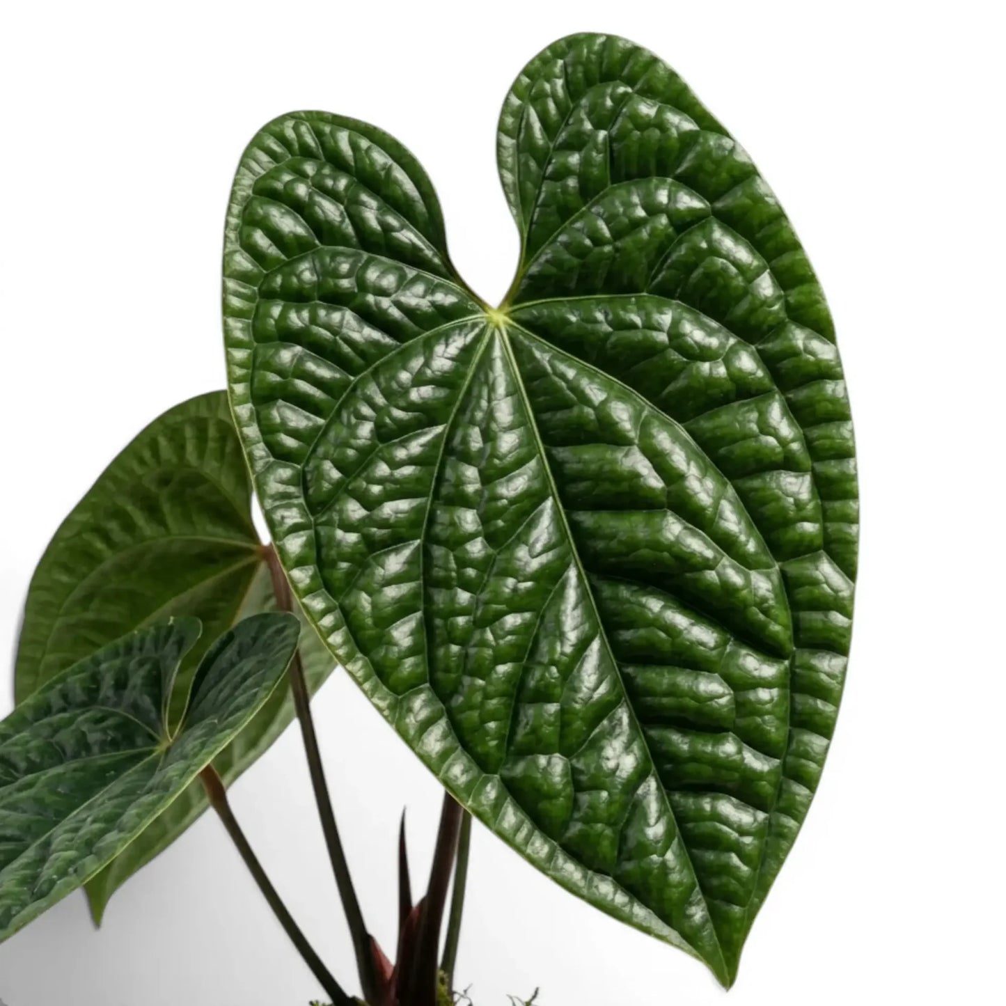 Anthurium Luxurians Starter PLUG