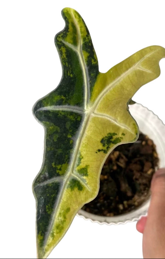 Nobilis Aurea Variegated tissue culture
