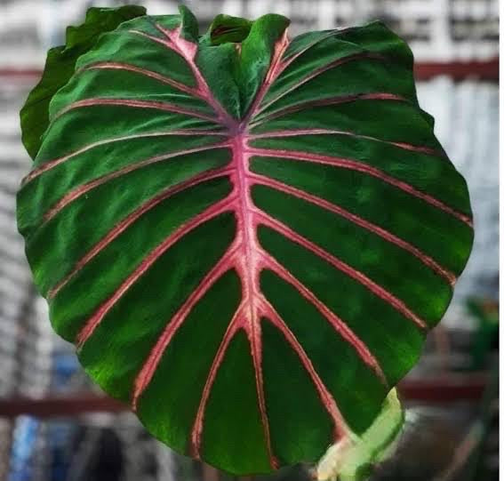 Colocasia Ghost Rider TC Growers Choice