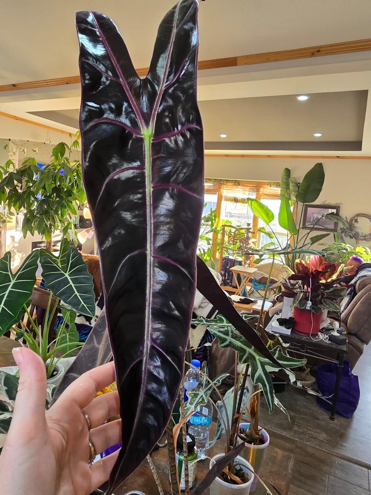 Purple Denudata Longiloba aka black cobra - Tissue Culture Growers Choice
