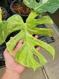 Monstera Placer Gold - Tissue Culture Growers Choice