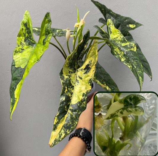 Scalprum Aurea Variegated Tissue Culture