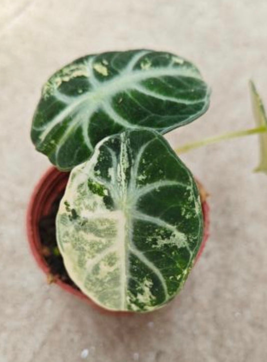 Ninja Albo tissue culture