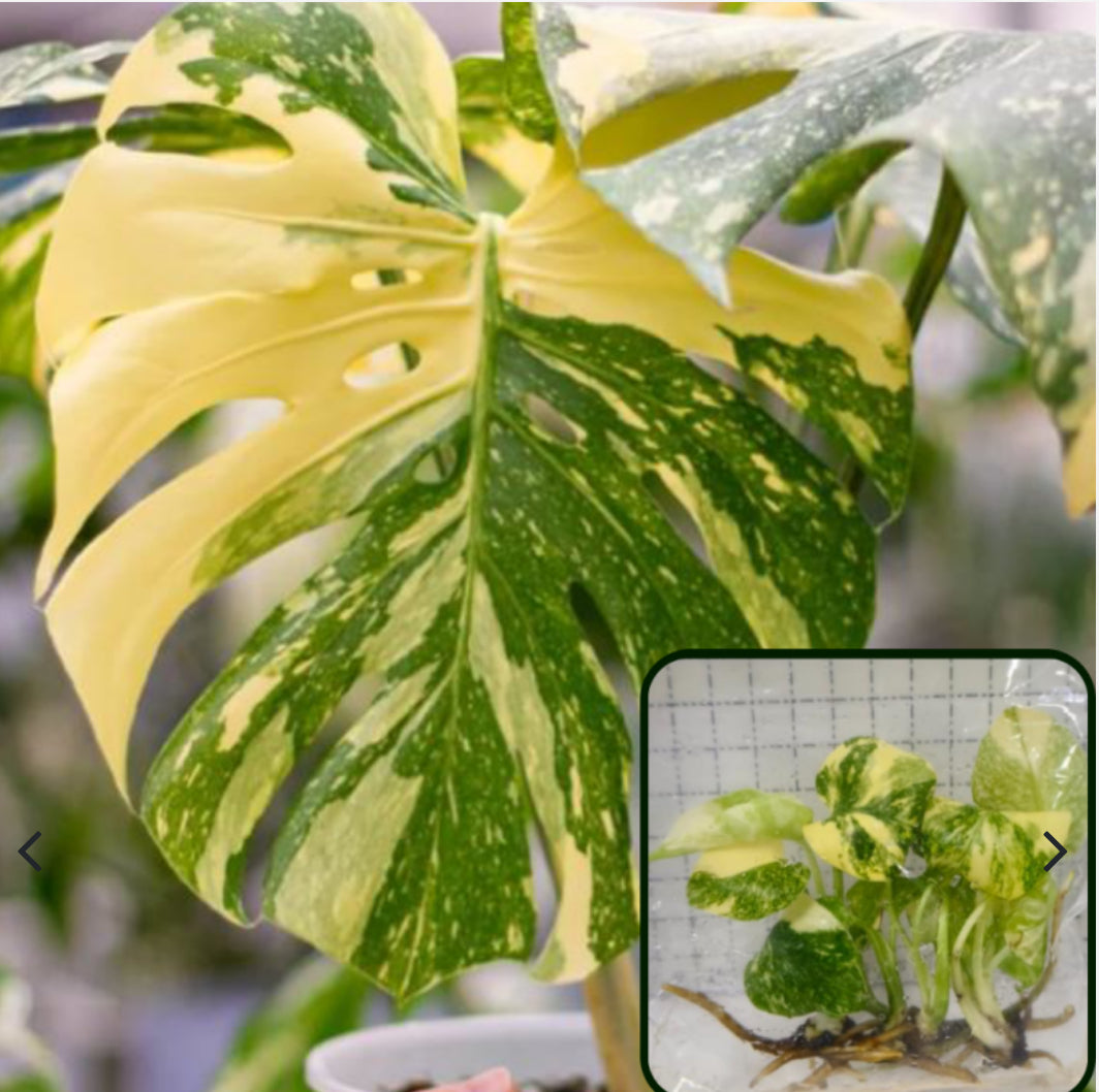 Thai Constellation Monstera Extremely High Variegated tissue culture