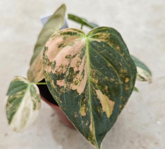 Orange variegated melanochrysum tissue culture