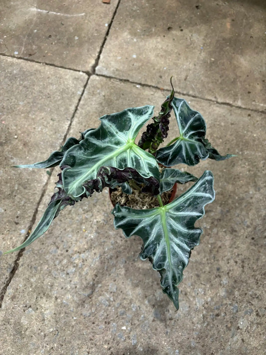 Alocasia Loco TC Growers Choice