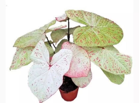 Caladium ‘Milano’ TC Growers Choice