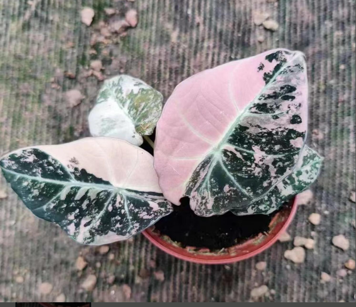 Pink black velvet albo alocasia