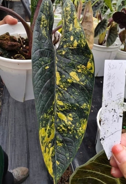 NEW Alocasia Scalprum Golden Aurea TC Growers Choice