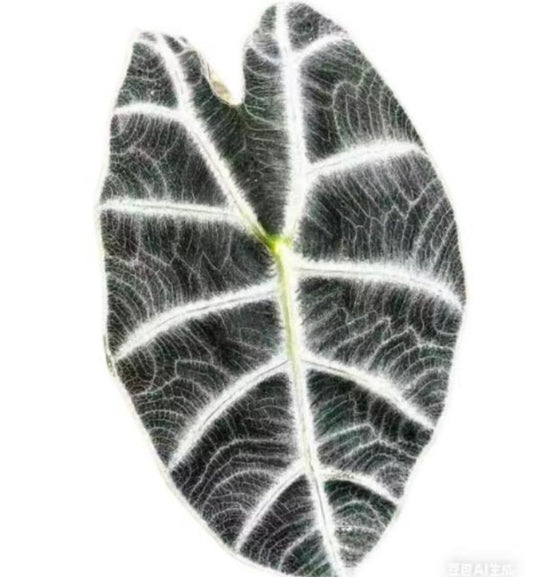 Alocasia Curup Green Stem - aka Watsoniana White Lightning Doff - Tissue Culture Growers Choice