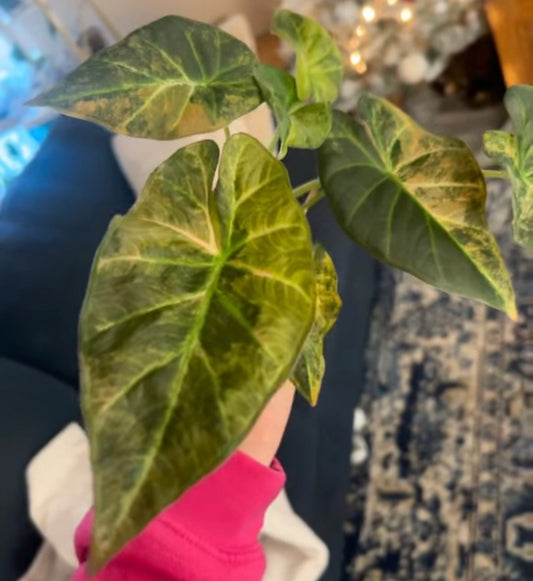 Regal Shield Aurea - Tissue Culture Growers Choice