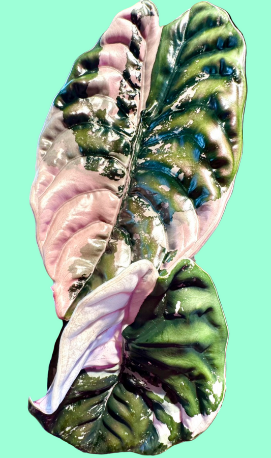 True Pink Cuprea Alocasia tc