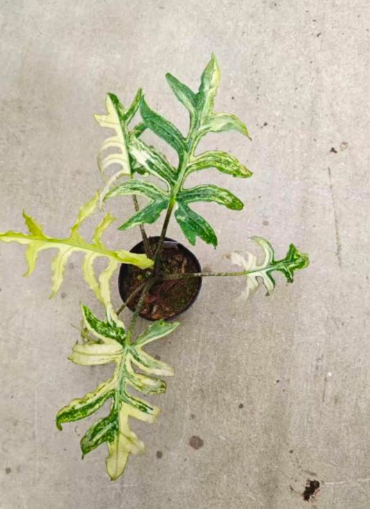 Brancifolia Aurea TC Growers Choice