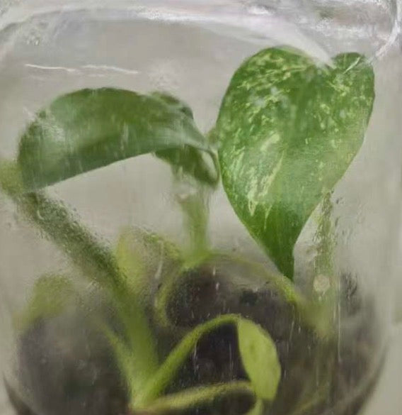 Devil Monster Monstera tissue culture
