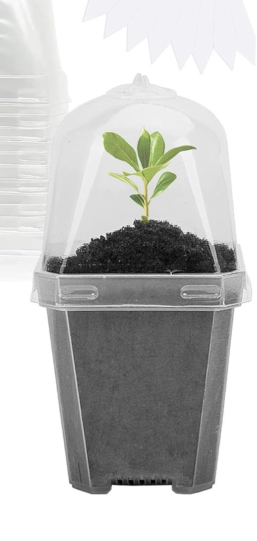 Acclimation Cup with medium