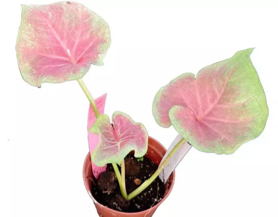 Caladium ‘Heart Queen’ TC Growers Choice
