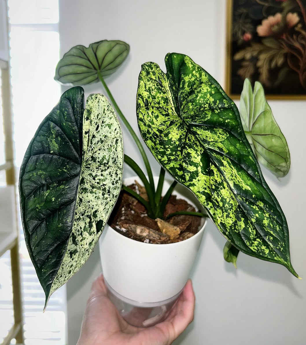 Alocasia Dragon Scale Mint - Tissue Culture Growers Choice