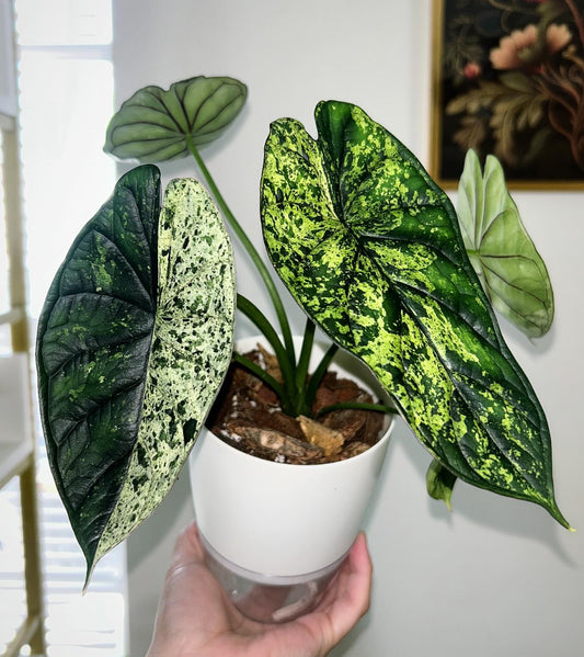 Alocasia Dragon Scale Mint - Tissue Culture Growers Choice