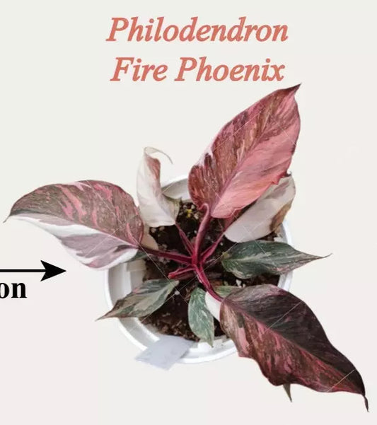 Philodendron Fire Phoenix-Tissue Culture Growers Choice