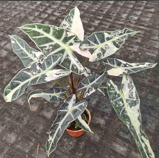 Pink variegated bambino Alocasia invitro