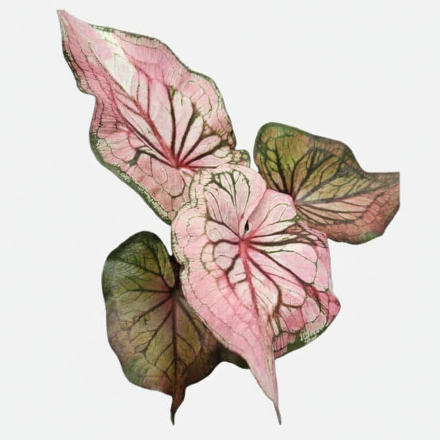Butterfly wing Caladium “Carol” Tissue Culture Growers Choice