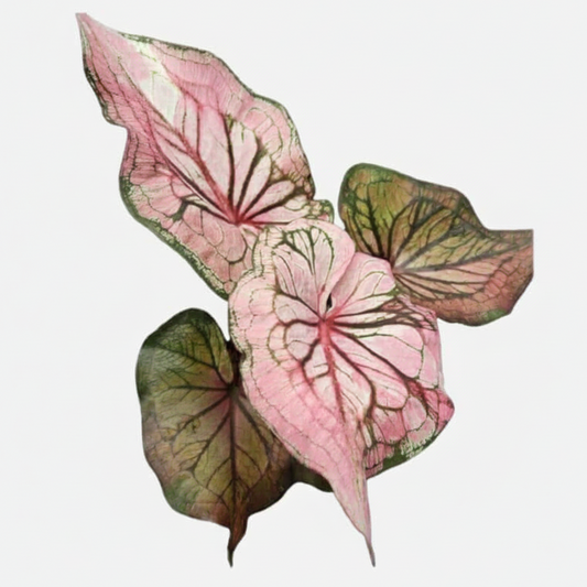 Butterfly wing Caladium “Carol” Tissue Culture Growers Choice