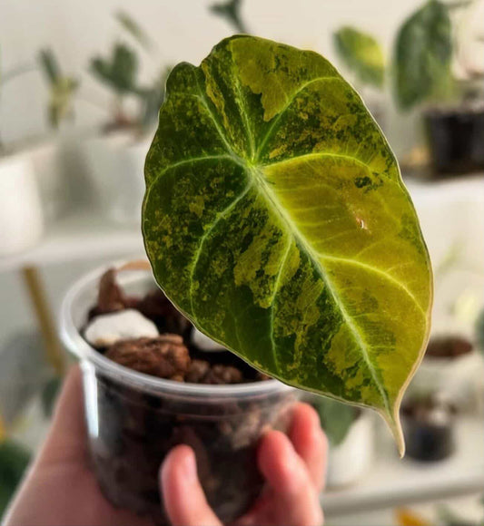 Alocasia Gold Black Velvet Aurea- Tissue Culture Growers Choice