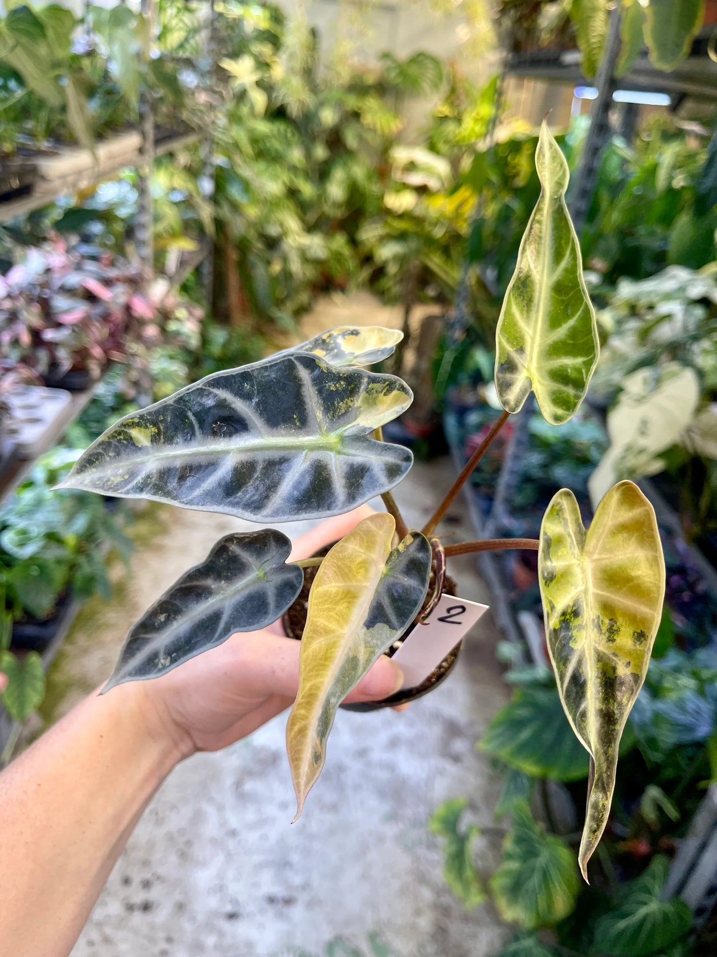 Alocasia Bambino Aurea - Tissue Culture Growers Choice