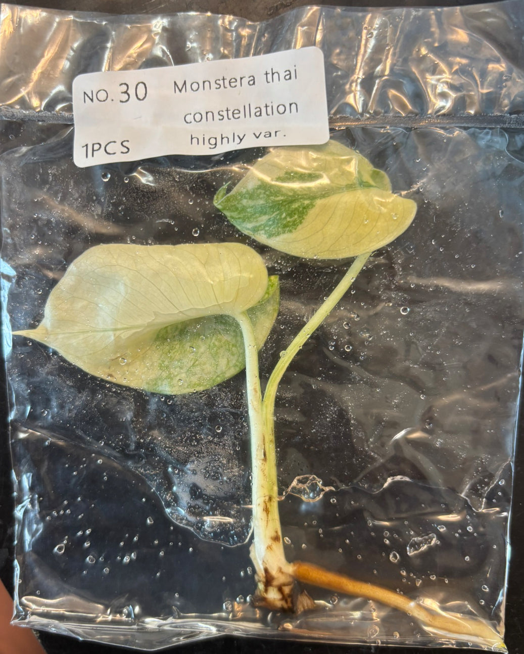 Thai Constellation Monstera Extremely High Variegated tissue culture