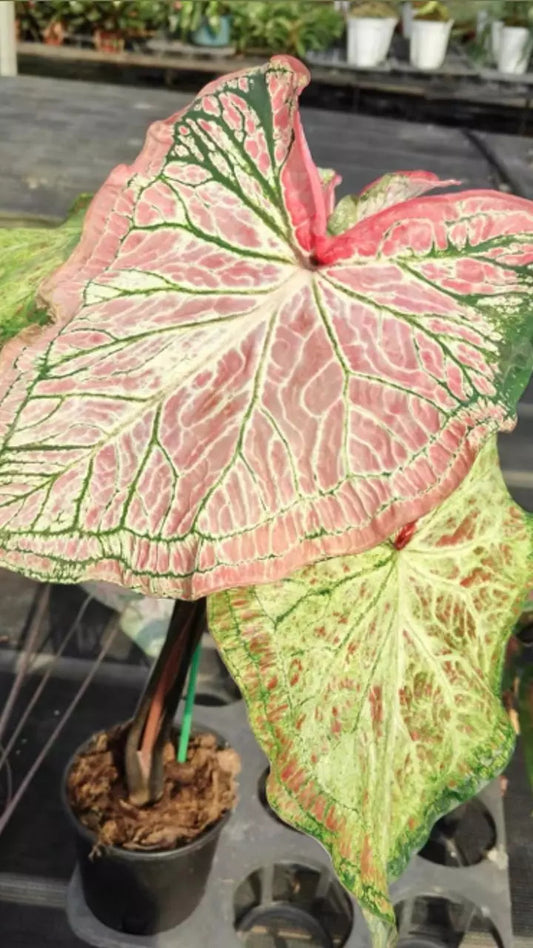 Caladium ‘Azure Sky’ TC Growers Choice