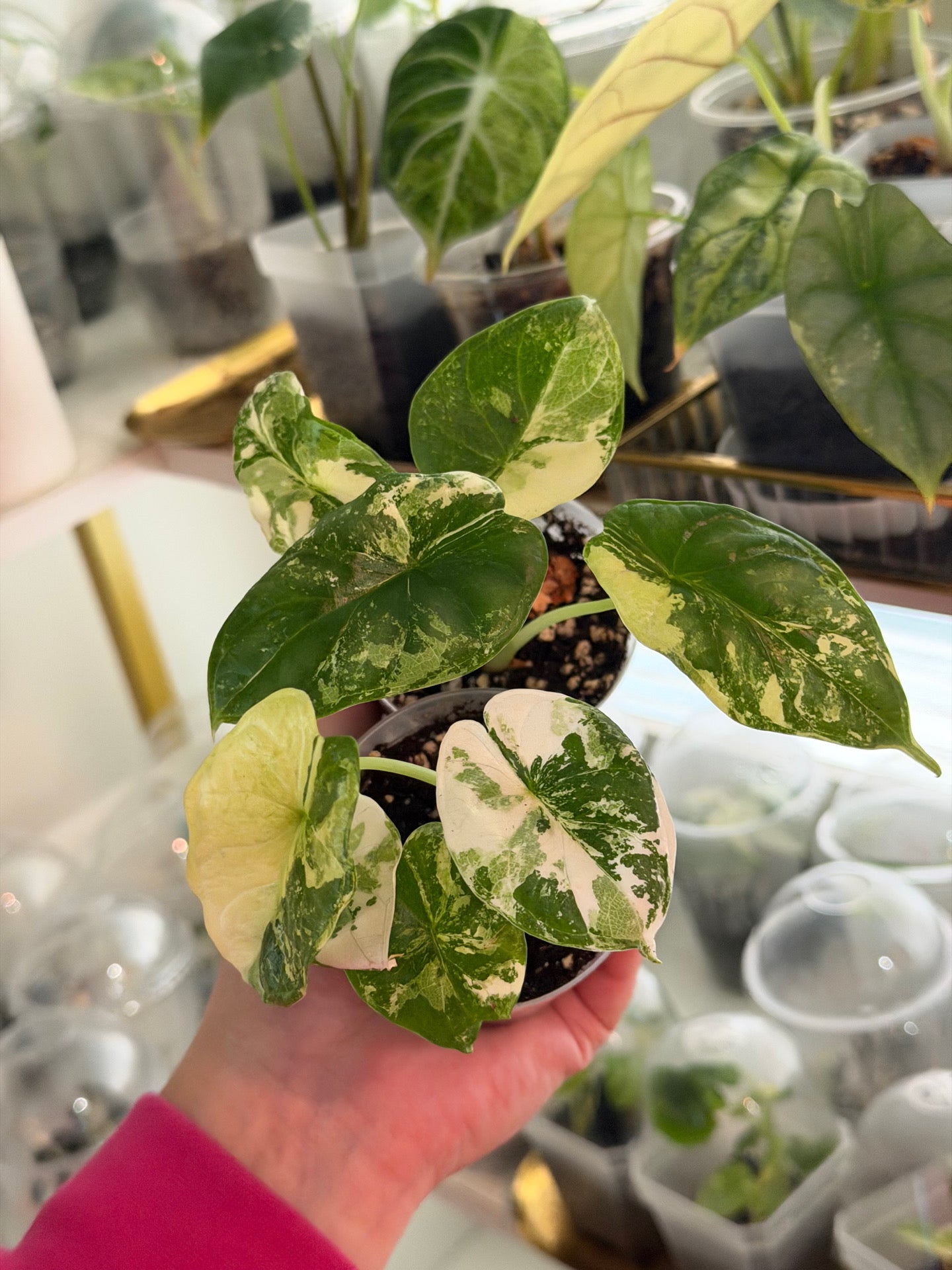 Dragon Scale Mixed Var TC Growers Choice