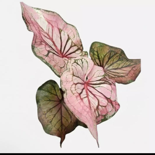 Caladium “Carol” TC Growers Choice