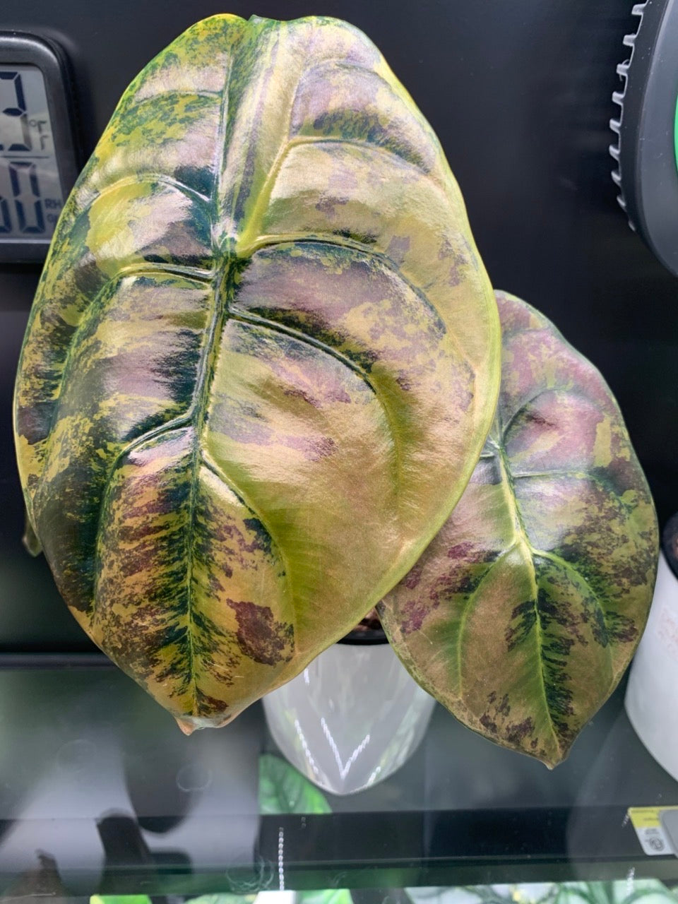 Alocasia Cuprea Latte- Tissue Culture ships June 1st Growers Choice
