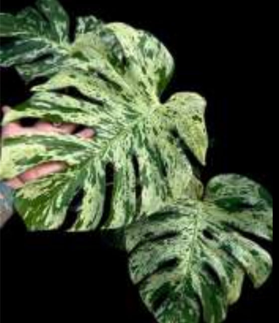 Monstera Bulbasaur tissue culture