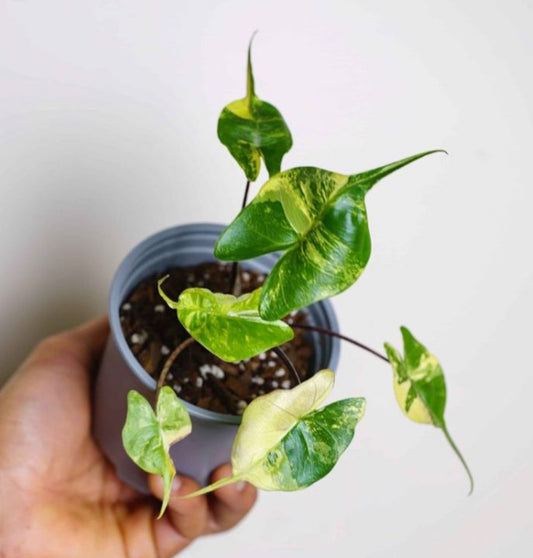 Stingray Variegated Alocasia tissue Culture