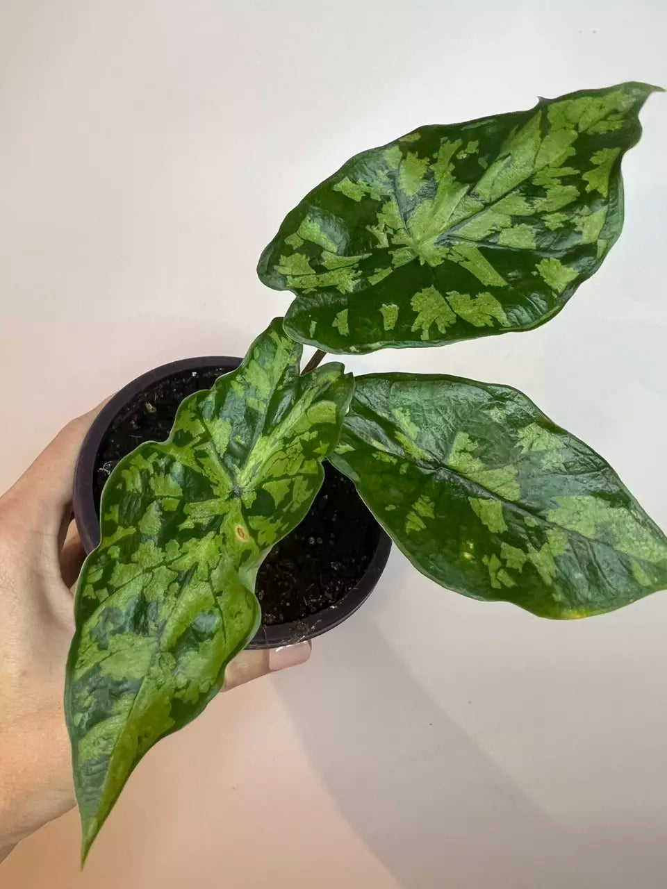 Alocasia Shattered Glass - Tissue Culture Growers Choice